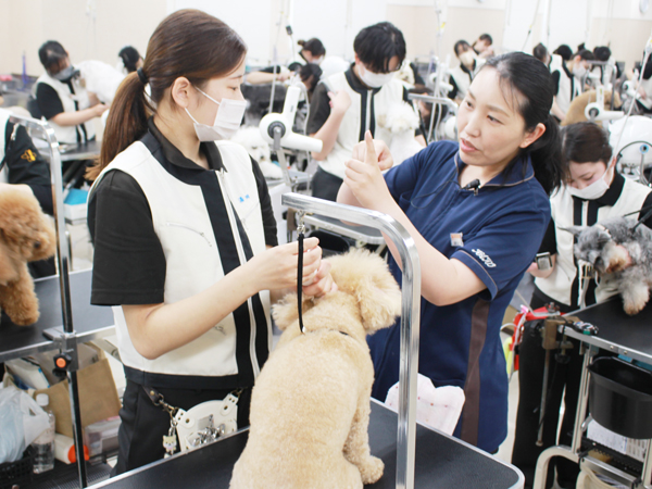 ２年生、お客様犬のトリミング！